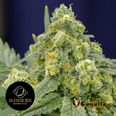 Semillas WHITE WIDOW Silent Seeds - Dr. Cogollo