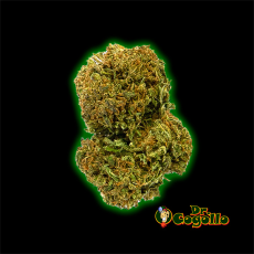 FLORES CBD AMNESIA 47 5 GR GORILLA GRILLZ