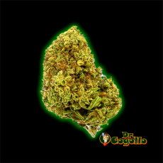 FLORES CBD CHERRY KUSH 5 GR GORILLA GRILLZ