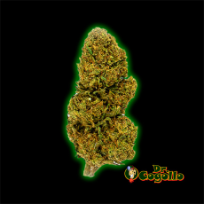 FLORES CBD LEMON HAZE 5 GR GORILLA GRILLZ