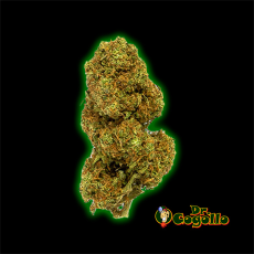 FLORES CBD ORANGE COOKIES 5 GR GORILLA GRILLZ 2