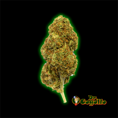 FLORES CBD STRAWBERRY 5 GR GORILLA GRILLZ
