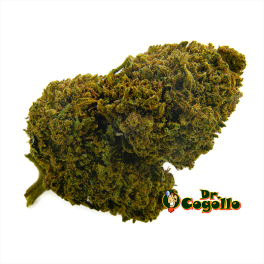 Flor CBD AK-47 Bee Products - Dr.Cogollo CBD Shop