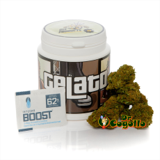 Flor CBD GELATO Bee Products - Dr.Cogollo CBD Shop