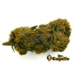 Flor CBD GELATO Bee Products - Dr.Cogollo CBD Shop