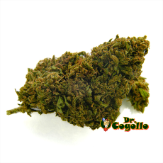 Flor CBD LEMON HAZE Bee Products - Dr.Cogollo CBD Shop 2