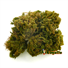 Flor CBD SUPER SKUNK Bee Products - Dr.Cogollo CBD Shop 2