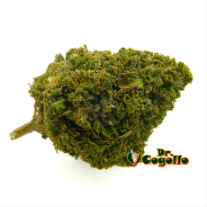 Flor CBD CHEESE POISON Bee Products - Dr.Cogollo CBD Shop
