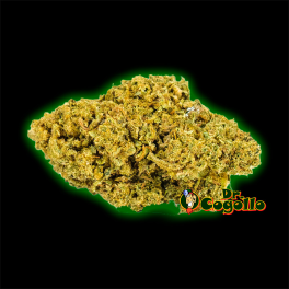 FLORES ONLY CBD MANGO HAZE - Dr.Cogollo CBD Shop