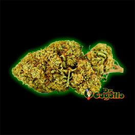FLORES ONLY CBD KRIPPY KUSH - Dr.Cogollo CBD Shop