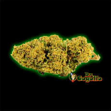 FLORES ONLY CBD GELATO 33 - Dr.Cogollo CBD Shop
