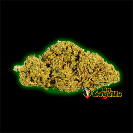 FLORES ONLY CBD AMNESIA OG - Dr.Cogollo CBD Shop