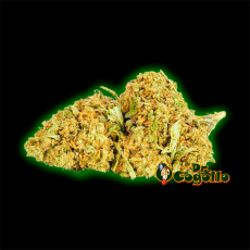 FLORES ONLY CBD BLUE CHEESE - Dr.Cogollo CBD Shop 2
