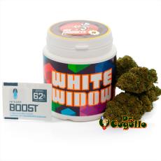 Flor CBD WHITE WIDOW Bee Products - Dr.Cogollo CBD Shop
