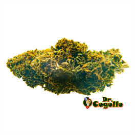 Flor CBD AMNESIA Bee Products - Dr.Cogollo CBD Shop