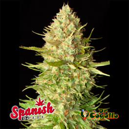 50 Semillas AUTO AMNESIA Spanish Seeds.