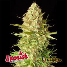 50 Semillas AUTO AMNESIA Spanish Seeds.