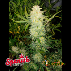 50 Semillas AUTO CRITICAL Spanish Seeds.