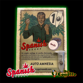 Semillas AUTO AMNESIA Spanish Seeds.