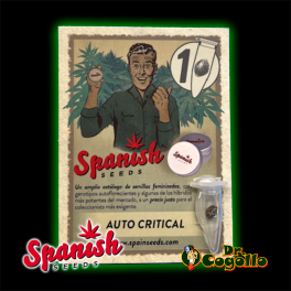 Semillas AUTO CRITICAL Spanish Seeds.