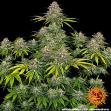 Semillas CRITICAL KUSH Barney's Farm - Dr.Cogollo Grow Shop