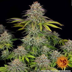 Semillas CRITICAL KUSH Barney's Farm - Dr.Cogollo Grow Shop