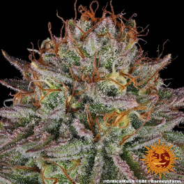 Semillas CRITICAL KUSH Barney's Farm - Dr.Cogollo Grow Shop