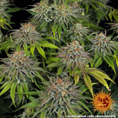 Semillas CRITICAL KUSH Barney's Farm - Dr.Cogollo Grow Shop