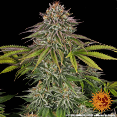 Semillas CRITICAL KUSH Barney's Farm - Dr.Cogollo Grow Shop