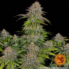 Semillas CRITICAL KUSH Barney's Farm - Dr.Cogollo Grow Shop