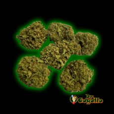 JUMBO PACK 1 SMALL BUDS 50 GR XUXES CBD