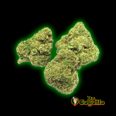 FLORES SMALL BUDS JUMBO GREEN SOUR 25 GR XUXES CBD 2