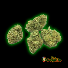 MEGA JUMBO PACK SMALL BUDS 100 GR XUXES CBD