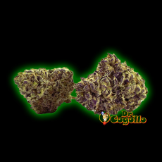Flores Xuxes CBD PURPLE HAZE Indoor 3 GR. - Dr.Cogollo CBD Shop 2