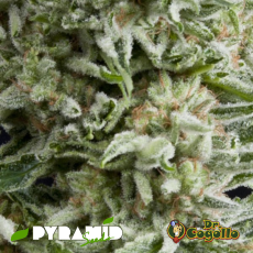Semillas AUTO AMNESIA GOLD Pyramid Seeds.