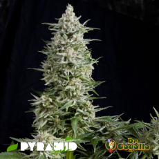 Semillas AUTO AMNESIA GOLD Pyramid Seeds.