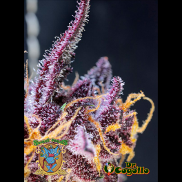 Semillas AUTO DIABLO ROJO XL Sweet Seeds.