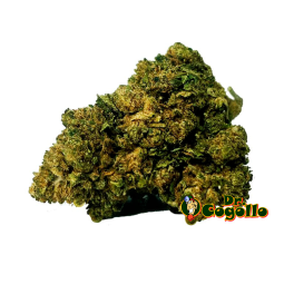 Flor CBD BLUE DREAM Bee Products - Dr.Cogollo CBD Shop