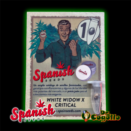 Semillas WHITE WIDOW x CRITICAL Spanish Seeds.