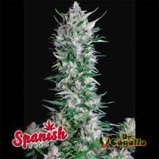 50 Semillas WHITE WIDOW x JACK HERER Spanish Seeds.