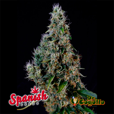 50 Semillas WHITE WIDOW x AMNESIA Spanish Seeds.
