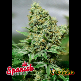 50 Semillas OG KUSH x WHITE WIDOW Spanish Seeds.