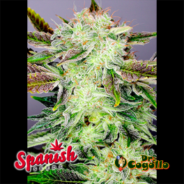 50 Semillas WHITE WIDOW x CRITICAL Spanish Seeds.