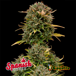 50 Semillas AUTO AK Spanish Seeds.