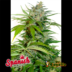 50 Semillas AUTO NORTHERN LIGHTS Spanish Seeds.