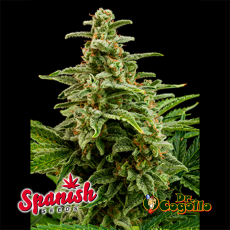 50 Semillas AUTO WHITE WIDOW Spanish Seeds.