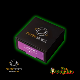 Semillas MOBY DICK Silent Seeds - Dr. Cogollo