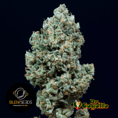 Semillas AUTO CRITICAL + 2.0 Silent Seeds