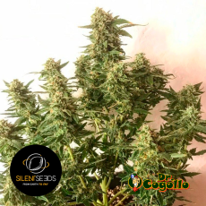 Semillas AUTO MOBY DICK Silent Seeds 2
