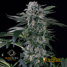 Semillas AUTO MOBY DICK Silent Seeds